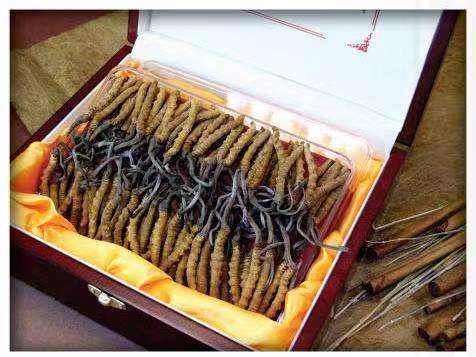 昭化冬虫夏草回收